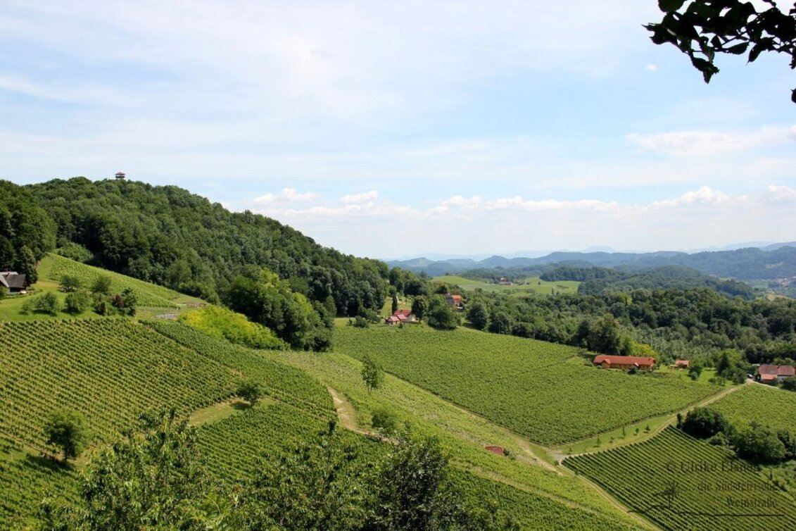 Bike Riding Cycling for pleasure - Wine Road Tour Variant 2 - "Ratsch" - Touren-Impression #1 | © Südsteiermark