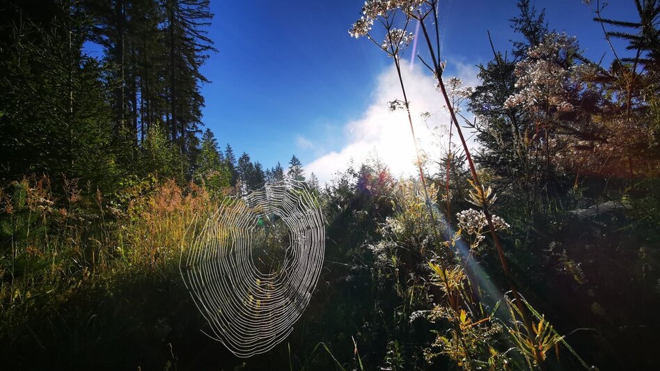 Hiking route Mariazell country round walk - Touren-Impression #2.6 | © TV Hochsteiermark