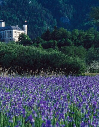 Irisblüte am Ennsradweg beim Schloss Trautenfels | bigshot.at | © Steiermark Tourismus/bigshot.at