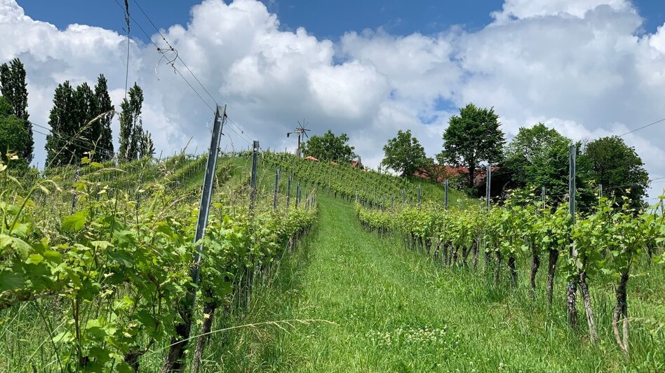 Bike Riding Wine Route Tour - Touren-Impression #2.5 | © Südsteiermark