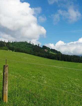 Durch_einen_schönen_Hochwald_Ausblick | TV Lipizzanerheimat_EU | © Region Graz