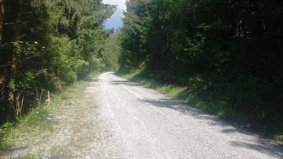 Wanderung Durch einen  schönen Hochwald (4) - Touren-Impression #2.3 | © Region Graz