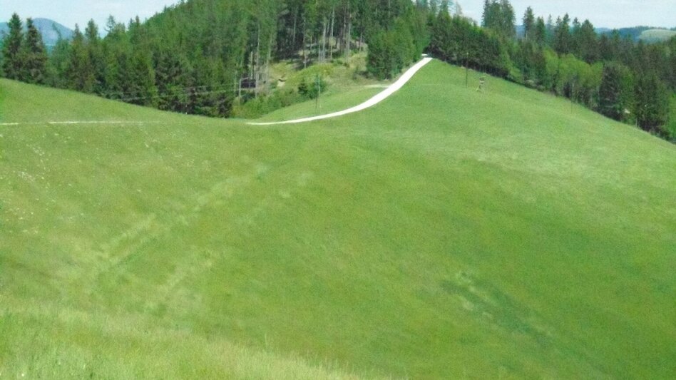 Wanderung Durch einen  schönen Hochwald (4) - Touren-Impression #2.6 | © Region Graz