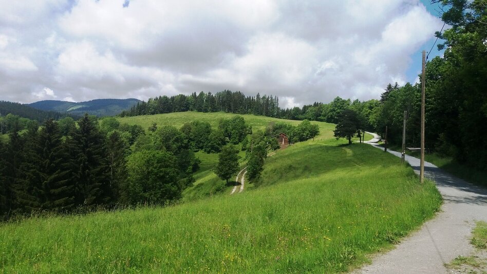 Wanderung Durch einen  schönen Hochwald (4) - Touren-Impression #2.7 | © Region Graz