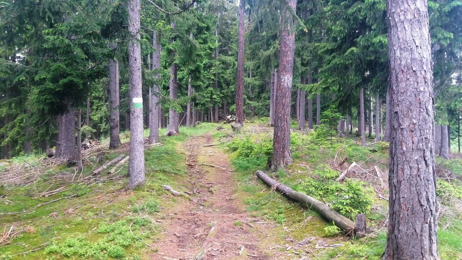 Wanderung Durch einen  schönen Hochwald (4) - Touren-Impression #2.9 | © Region Graz
