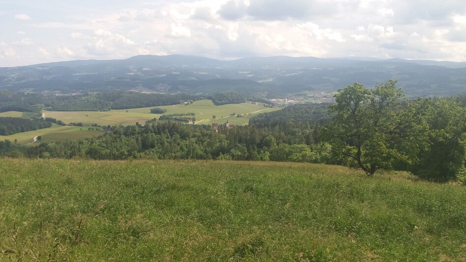 Wanderung Durch einen  schönen Hochwald (4) - Touren-Impression #2.17 | © Region Graz