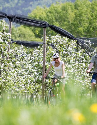 Cycling in spring between apple blossoms, ApfelLand-Stubenbergsee in Eastern Styria | Tom Lamm | © Steiermark Tourismus