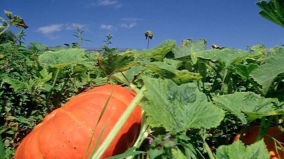 Wanderung KürWiesWeg - Touren-Impression #2.1 | © TVB/Südsteiermark/Nora Ruhri