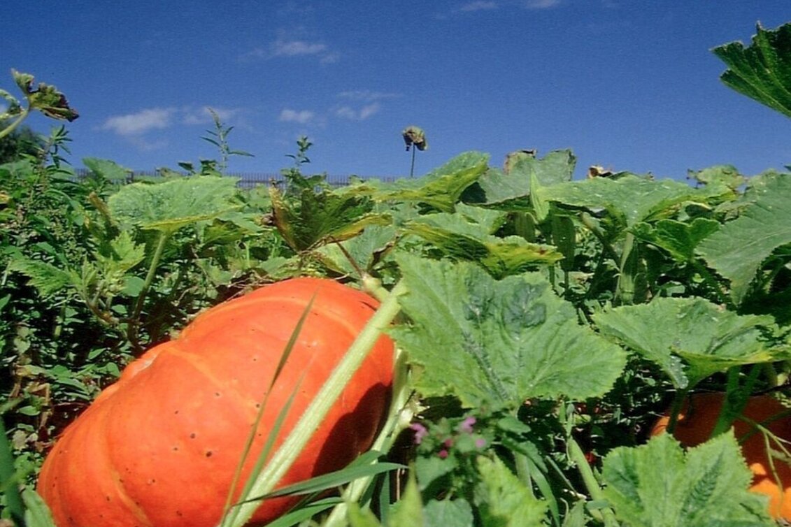 Wanderung KürWiesWeg - Touren-Impression #1 | © TVB/Südsteiermark/Nora Ruhri