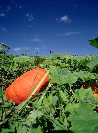 kürwiesweg_img_22947417 | © TVB/Südsteiermark/Nora Ruhri | Nora Ruhri | © TVB/Südsteiermark/Nora Ruhri