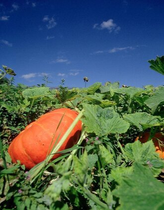 kürwiesweg_img_22947417 | Nora Ruhri | © TVB/Südsteiermark/Nora Ruhri