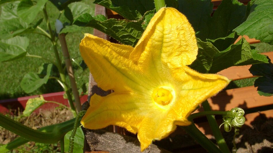 Wanderung KürWiesWeg - Touren-Impression #2.2 | © TVB/Südsteiermark/Tourismusbüro Wies