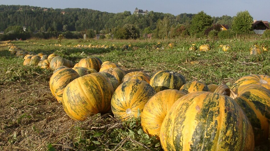 Wanderung KürWiesWeg - Touren-Impression #2.4 | © TVB/Südsteiermark/Tourismusbüro Wies