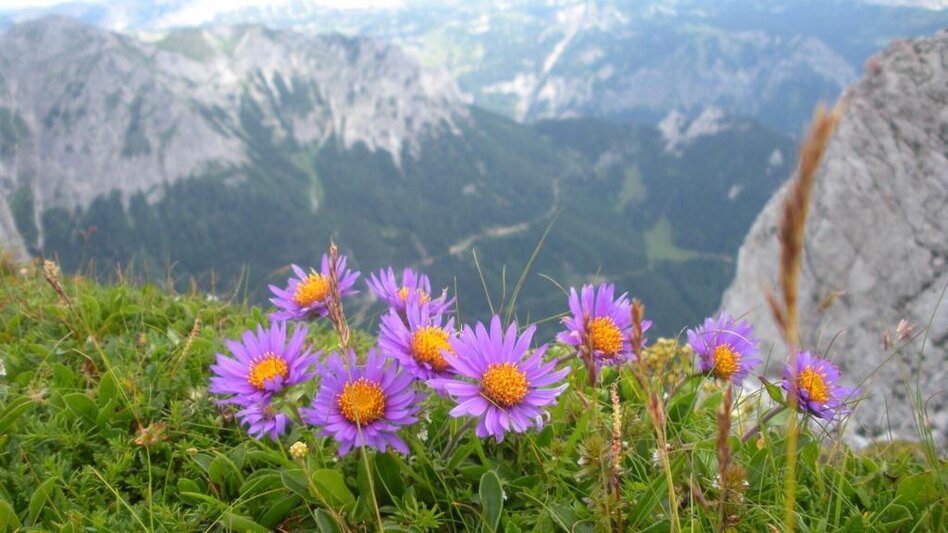 Bergtour Reiting - der Blumenberg - Touren-Impression #2.3 | © TV Hochsteiermark