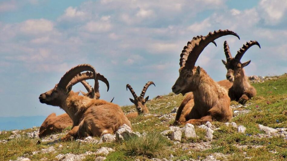 Bergtour Reiting - der Blumenberg - Touren-Impression #2.2 | © TV Hochsteiermark