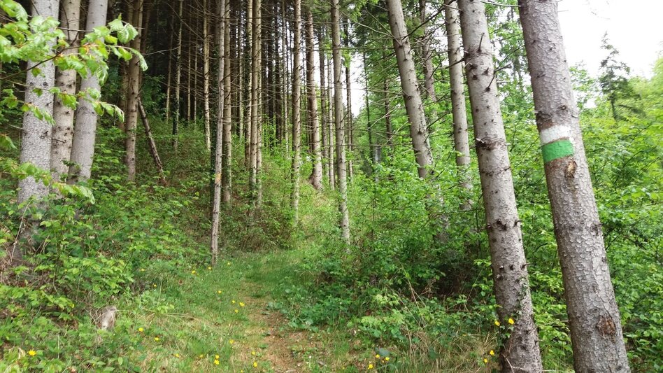 Hiking route Auf ins Tregisttal (1) - Touren-Impression #2.13 | © Region Graz