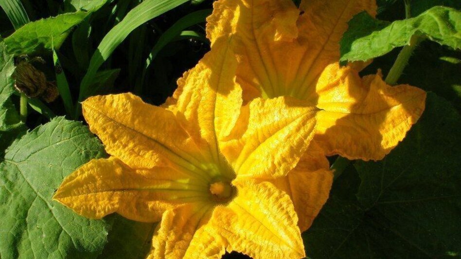 Radfahren Ölspur Tour 726-728 - Touren-Impression #2.1 | © TVB Südsteiermark/Christina Trstenjak