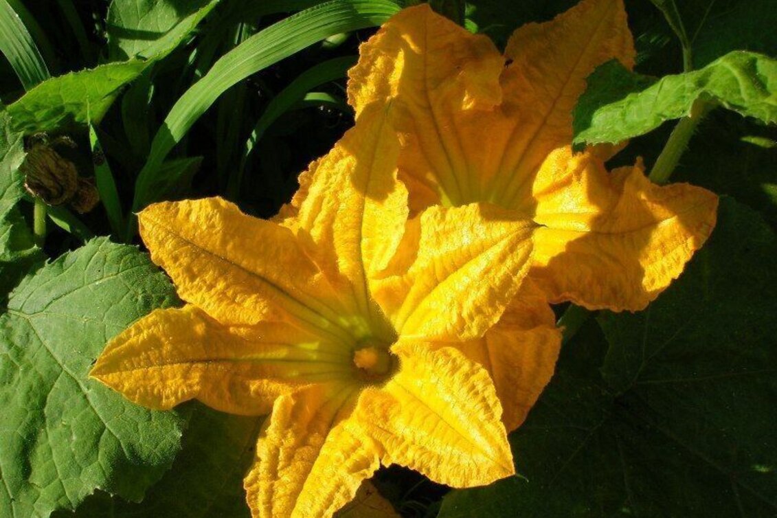 Radfahren Ölspur Tour 726-728 - Touren-Impression #1 | © TVB Südsteiermark/Christina Trstenjak