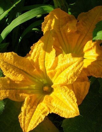 Kürbisblüte | Christina Trstenjak | © TVB Südsteiermark/Christina Trstenjak