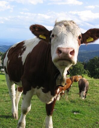 Pölzlweg Kuh | agentur smac | © agentur.smac