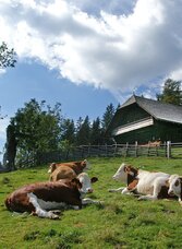 Geburtshaus mit Vieh auf der Sommerweide | © TV Hochsteiermark | Jakob Hiller | © TV Hochsteiermark
