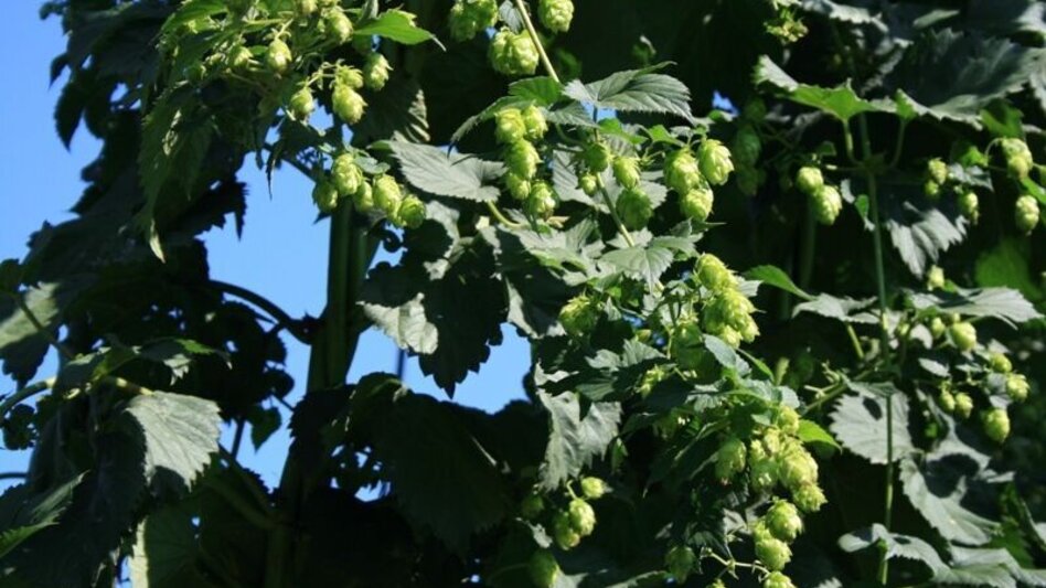 Bike Riding Austria Slovenia Tour - Touren-Impression #2.1 | © Südsteiermark