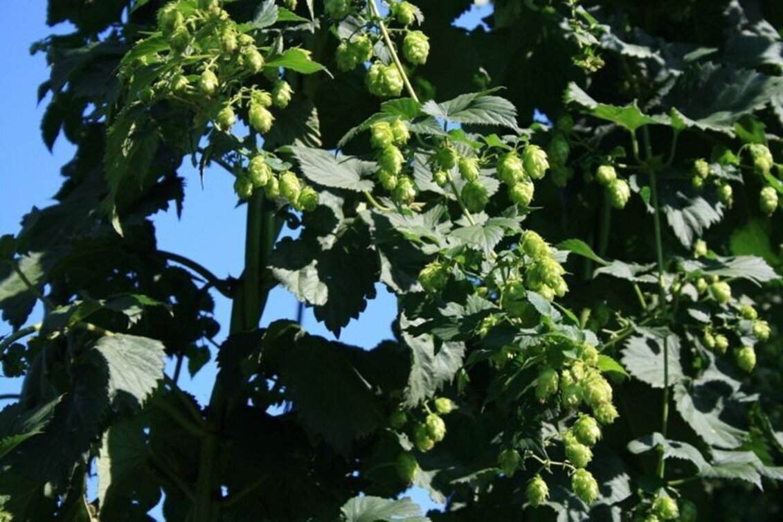 Bike Riding Austria Slovenia Tour - Touren-Impression #1 | © Südsteiermark