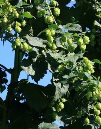 Hopfen in Leutschach | Tourismusegionalverband Süd- und Weststeiermark | © Südsteiermark