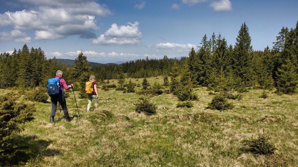 Hiking route Oswalder Rundweg– Tour 52 lt. WK „Von der Alm zum Wein“ - Touren-Impression #2.3 | © TV Südsteiermark - WEGES