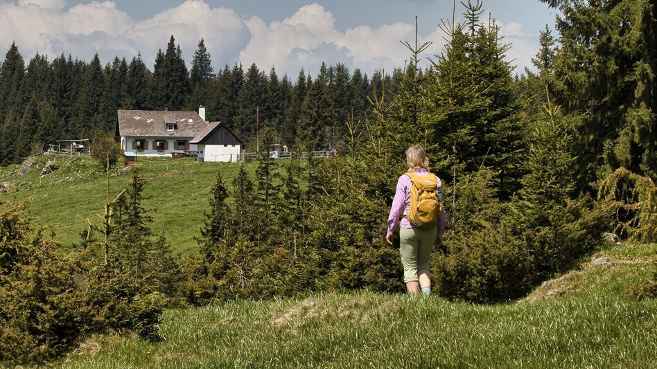 Hiking route Oswalder Rundweg– Tour 52 lt. WK „Von der Alm zum Wein“ - Touren-Impression #2.4 | © TV Südsteiermark - WEGES
