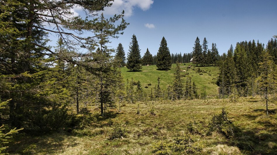 Hiking route Oswalder Rundweg– Tour 52 lt. WK „Von der Alm zum Wein“ - Touren-Impression #2.5 | © TV Südsteiermark - WEGES
