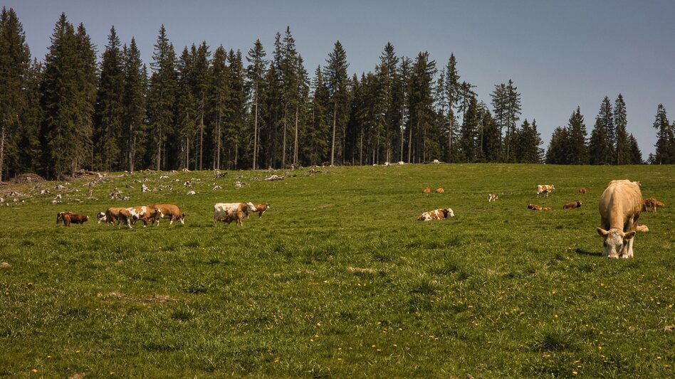 Hiking route Oswalder Rundweg– Tour 52 lt. WK „Von der Alm zum Wein“ - Touren-Impression #2.6 | © TVSüdsteiermark/WEGES