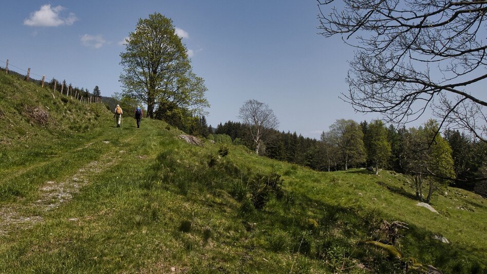 Hiking route Oswalder Rundweg– Tour 52 lt. WK „Von der Alm zum Wein“ - Touren-Impression #2.8 | © TV Südsteiermark - WEGES