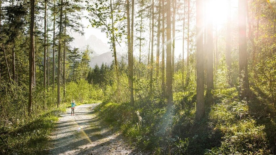 Regional hiking trail Nature trail Rauchboden - Touren-Impression #2.5 | © TV Gesäuse