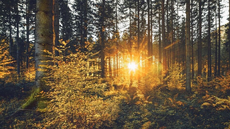Regional hiking trail Nature trail Rauchboden - Touren-Impression #2.9 | © TV Gesäuse