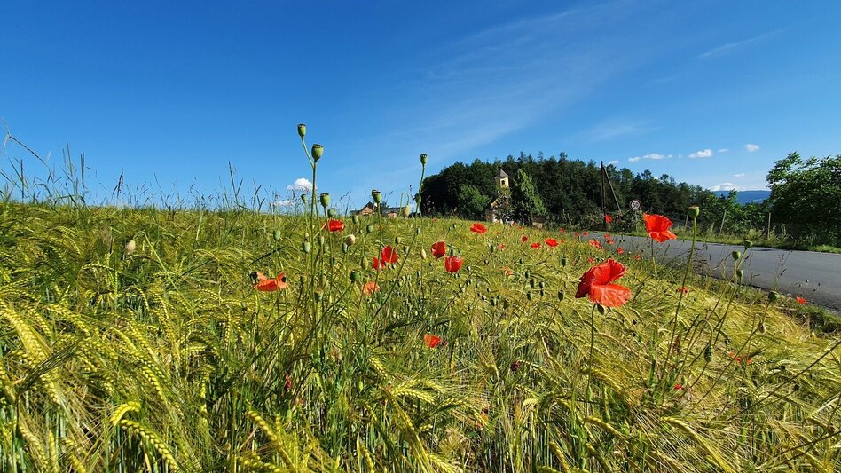 Bike Riding Ilztal Cycle Path R10 - Touren-Impression #2.5 | © (c) Günther Steininger