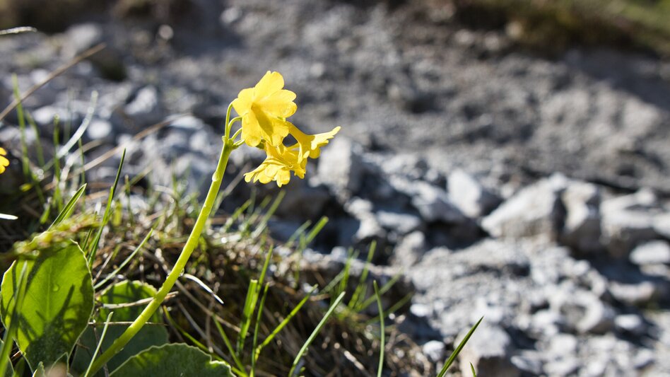 Mountain Hike Gsengscharten-round- Haindlkarhütte - Touren-Impression #2.3