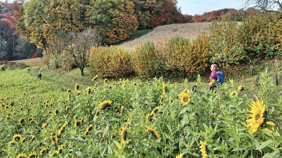 Theme path Kaskögerl track (Kaskögerlweg) - Poppendorf/Gnas - Touren-Impression #2.5 | © Thermen- & Vulkanland
