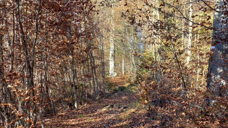 Hiking route Kleiner Oberlaufenegger Rundweg-F1 - Touren-Impression #2.5 | © TV Südsteiermark
