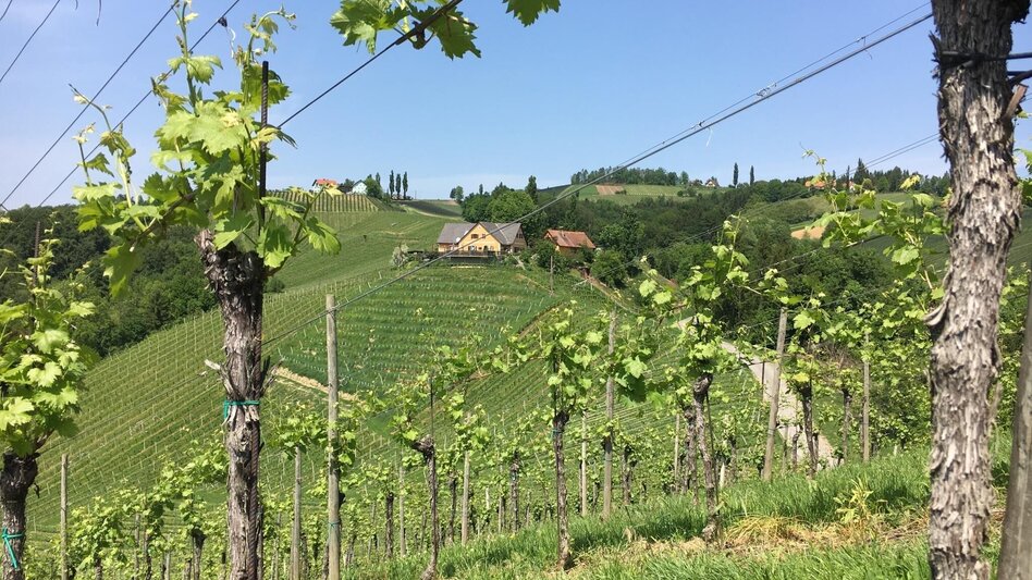 Hiking route Glanzer Weintour mit Weinkultur - Touren-Impression #2.1 | © Community