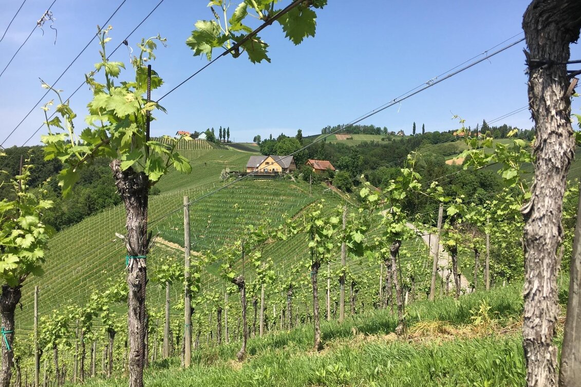 Hiking route Glanzer Weintour mit Weinkultur - Touren-Impression #1 | © Community
