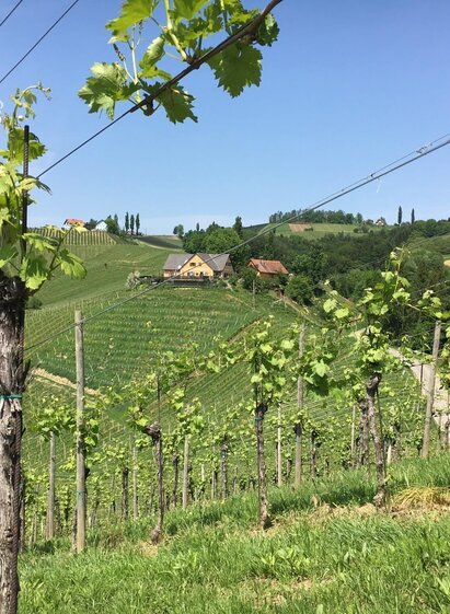 Weinbergsidylle | © Community | Heribert Hemm | © Community