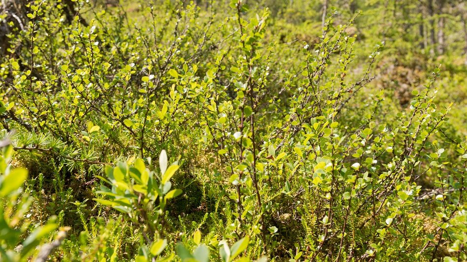 Hiking route Wild Waters Family Hike - Touren-Impression #2.2 | © Tourismusverband Schladming - Norbert Freudenthaler