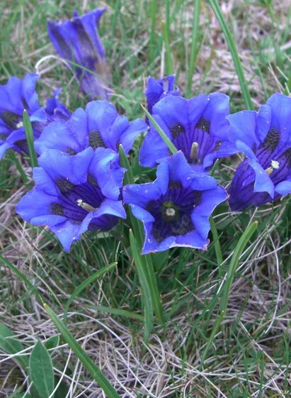 Enzian am Weg zum Bärofen | © TV Südsteiermark | Brigitte Kügerl | © TV Südsteiermark