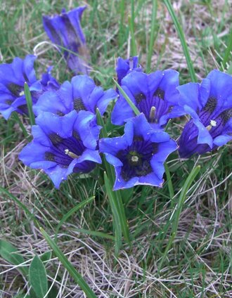 Enzian am Weg zum Bärofen | Brigitte Kügerl | © TV Südsteiermark