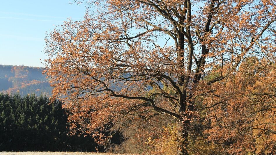 Theme path Breiteggerweg - Touren-Impression #2.7 | © (c) Martina Steininger