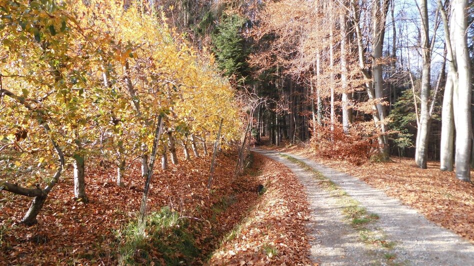 Hiking route Core chapel trail - Touren-Impression #2.7 | © (c) Steininger