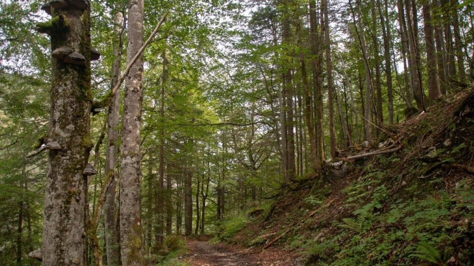 Mountain Hike Gr. Maiereck - Touren-Impression #2.12 | © TV Gesäuse