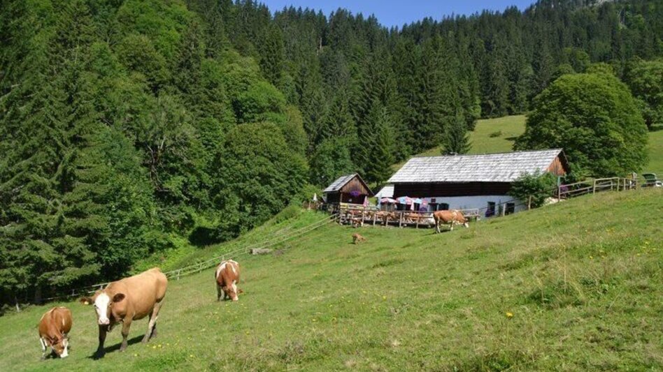 Hiking route Via the Ebnerbauer to the Kölblalm - Touren-Impression #2.4 | © TV Gesäuse