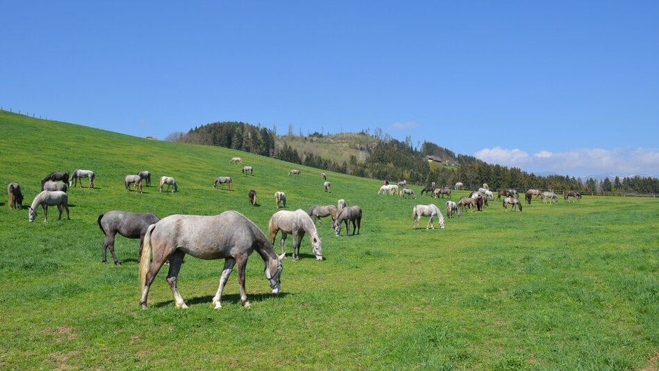 Themen- und Lehrpfad Montanhistorischer Wanderweg - Touren-Impression #2.4 | © Region Graz